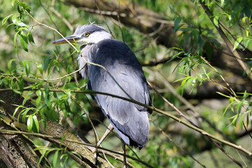 Fototapeta premium Closeup of a Grey Heron perched on a branch, Derbyshire England 