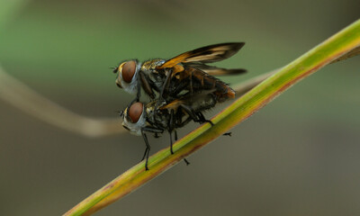twist winged Parasite Flies or Broad bordered Feather leg Flies, Ectophasia crassipennis, mating on a forest plant. September, Ukraine