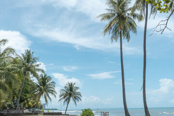tropical beach with palm trees