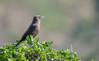 Southern Antereating Chat Myrmecochica on bush at mount Camdeboo National Park, South Africa