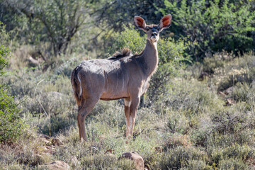 Fototapeta premium attentive female Kudu among vegetation at mount Camdeboo National Park, South Africa