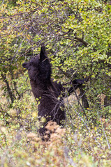 Black Bear Eating Berries in Autumn in Grand Teton National Park Wyoming