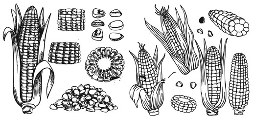 Hand drawn vintage corn illustration created in classic engraved sketch style. Detailed maize plant with leaves and cob, ideal for agricultural designs, food packaging, organic branding, labels, 