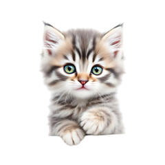 Fototapeta premium Adorable grey and white kitten with green eyes looking forward on transparent background