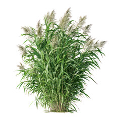 Fototapeta premium Giant Reed Arundo donax on transparent background