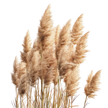 Giant Reed Arundo donax on transparent background