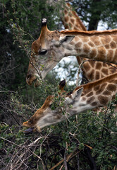 Obraz premium Two giraffe feeding from tree. Wildlife animal eating leaf. African safari. Nature and conservation concept. Vertical