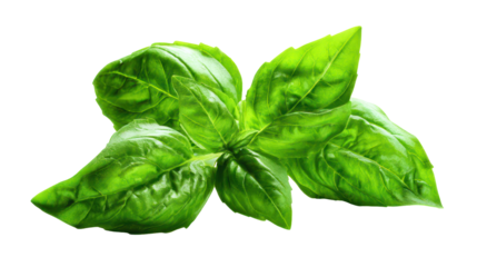 High resolution basil leaves with vibrant green color isolated on transparent background