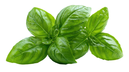 High resolution basil leaves with vibrant green color isolated on transparent background