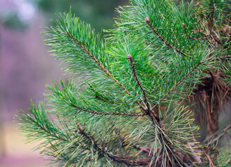 Green pine branches as a background for New Year's creative works.