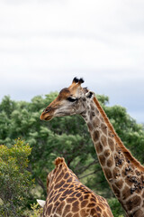Two giraffe standing in natural habitat with green tree. Wildlife animal safari. African mammal in wild nature.