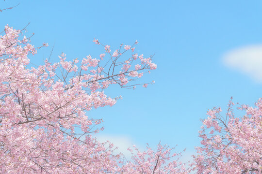 桜の花、河津桜、桜、花、サクラ、春、青空、空、風景、入学、卒業、満開、入学式、自然、カワヅザクラ、花見、花背景、お花見、桜並木、合格、サクラサク、引越し、新生活、背景、キラキラ、3月、壁紙、ピンク、さくら、ふんわり、アップ、ピンクの花、桜背景、テクスチャ、春素材、イメージ、フレーム、素材、パステルカラー、早春、就職、春の花、春爛漫、web、コピースペース、春イメージ、4月、挨拶状、早咲き