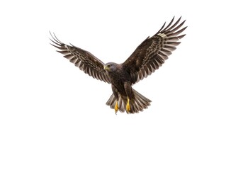 Obraz premium Raptor Bird in Flight with Spread Wings on White Background