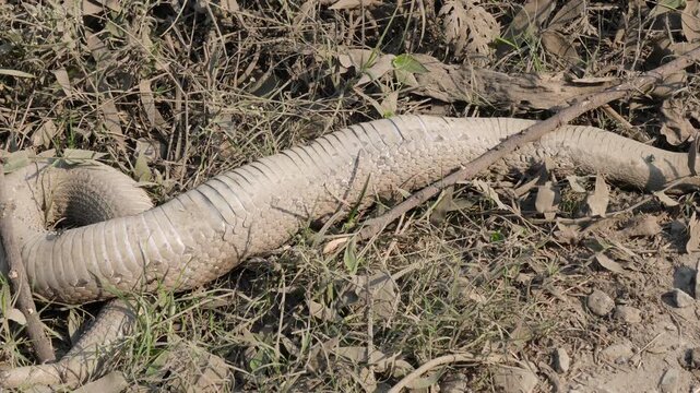 Dead body of Russell's viper snake