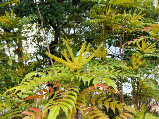 色鮮やかなヒイラギナンテン