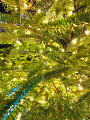 ライトアップされた木