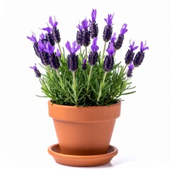 Fototapeta premium Purple Lavender Plant Blooming in Terracotta Pot on White Background