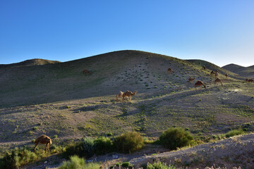 Camels in Negev desert. Israel