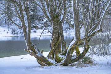 Winter magic in the Julian Alps. Lake Predile and the forests at its foot.