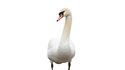 Isolated Mute Swan with its Long Neck and a Body covered with Soft White Feathers standing Tall