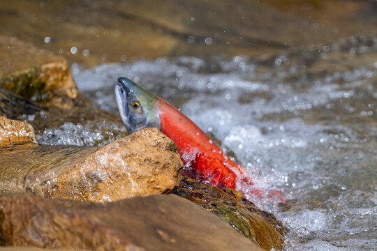 Sockeye Salmon Battling Upstream During Spawning Migration