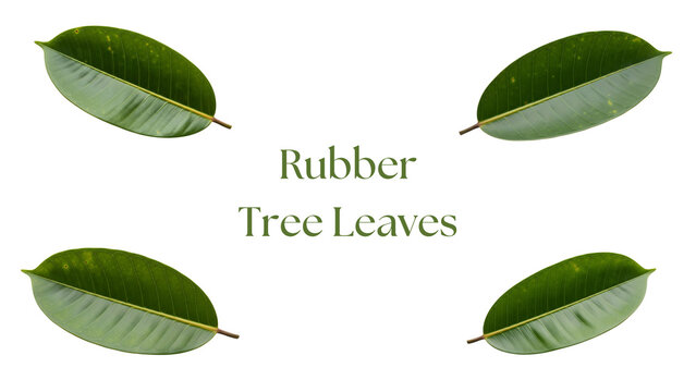 Rubber Tree Leaves PNG Set, Four Highly Detailed 4K Green Rubber Plant Leaves with Broad Oval Shape, Glossy Leathery Texture, and Natural Veins Isolated on White Background for Botanical Design