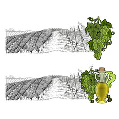 Two hand drawn sketches landscape of vineyard with farm on hill and color elements. White grapes and grapes with bottle of oil or wine. Vector illustration isolated on white background