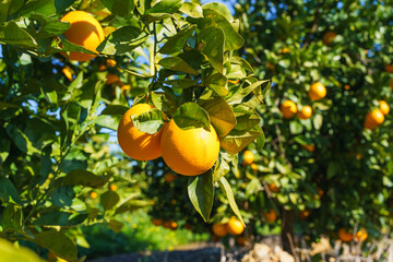 Fresh oranges glowing in the sunlight on a lush green tree.