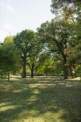 Sunlight filters through trees at Fabyan Forest Preserve in Geneva, IL