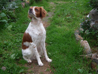 Spaniel Breton © Steve Fossiant