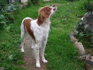 Spaniel Breton © Steve Fossiant
