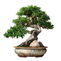 Serene Bonsai: Witness the artistry of nature and tranquility in a captivating bonsai. This image features an meticulously sculpted, vibrant green tree.