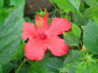 Hibiscus