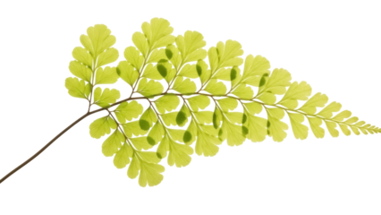 Isolated Maidenhair fern leaf, delicate green foliage on a branch, natural tropical texture