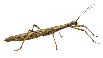 Isolated Walking Stick Insect with Detailed Camouflage Pattern and Elongated Body Form