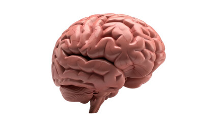Isolated anatomical human brain model study, biological, medical science, learning, research, education