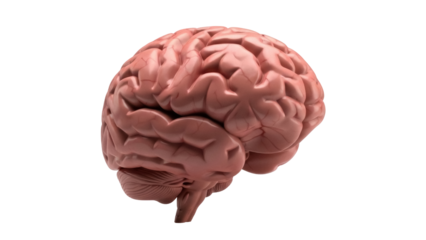 Isolated anatomical human brain model study, biological, medical science, learning, research, education