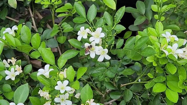 Bee pollinating flowers, a vital part of nature&rsquo;s delicate balance. Close-up of a bee on blooming flowers, perfect nature footage. Nature&rsquo;s magic: A bee collecting nectar from fresh flowers