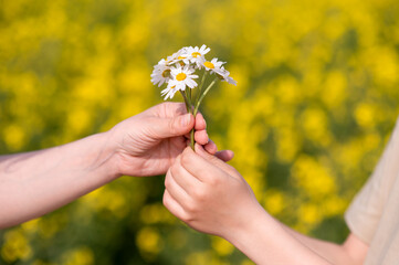 Two hands exchanging a small bouquet of daisies in a blooming summer field, symbolizing love, care, connection and tenderness, perfect for Mother's Day themes