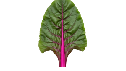 Isolated Swiss chard leaf with a purple stem stands against a neutral backdrop for a fresh design