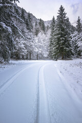 Winter magic in the Julian Alps. Lake Predile and the forests at its foot.