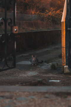 Gato tigrado sentado em viela ao p&ocirc;r do sol.