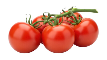 Isolated Fresh Tomatoes on the Vine, Natural Delicious Red Vegetable for Cooking Food