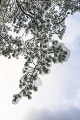 Winter magic in the Julian Alps. Lake Predile and the forests at its foot.