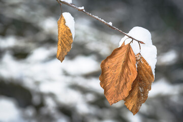 Winter magic in the Julian Alps. Lake Predile and the forests at its foot.