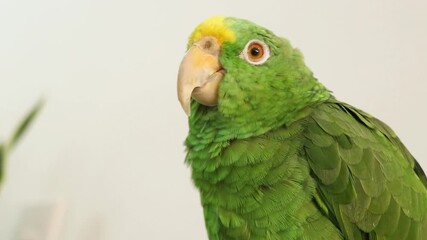 Magnificent yellow-crowned parrot displays flexible neck movements before turning gaze forward while perched indoors providing detailed plumage texture for professional biological content creators