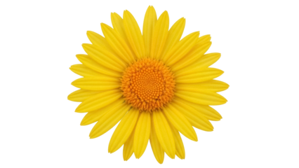 Isolated bright yellow flower with golden center, detailed petals, summer bloom, floral beauty