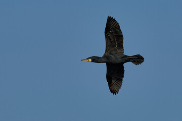 Cormorant (Phalacrocorax carbo) flying over the Somerset Levels in Somerset, United Kingdom.