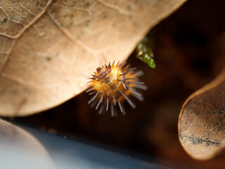 Chenille épineuse tropicale – Laureola sp., larve de papillon aux épines urticantes, macrophotographie en milieu contrôlé © Colombe Delons