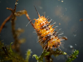 Chenille épineuse tropicale – Laureola sp., larve de papillon aux épines urticantes, macrophotographie en milieu contrôlé © Colombe Delons